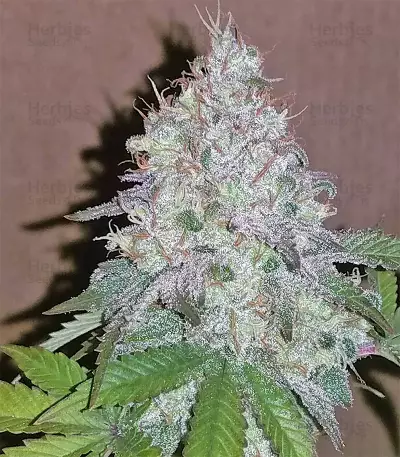 Neville's Haze Regular (Mr. Nice Seedbank) Cannabis-Samen