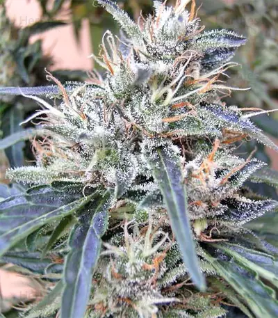 Panama regular (Ace Seeds) Cannabis-Samen