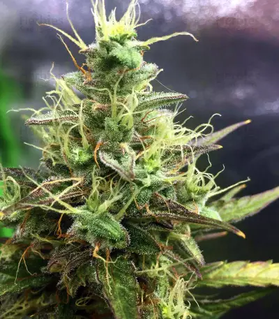 Pineapple Punch regular (Flying Dutchmen) Cannabis-Samen