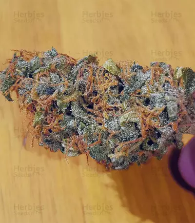 Purple Punch Autoflower (Seedstockers) Cannabis-Samen