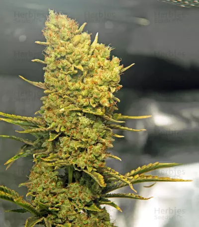 Silver Bubble (Reserva Privada) Cannabis-Samen