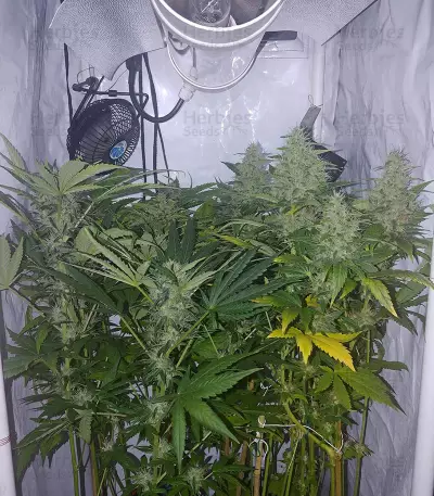 Sticky Fingers (Seedstockers) Cannabis-Samen