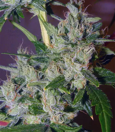 Sucker Punch Auto (Auto Seeds) Cannabis-Samen