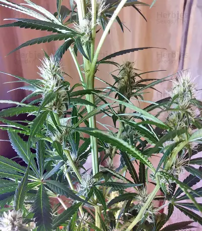 Tikal (Ace Seeds) Cannabis-Samen
