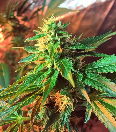 Wedding Cake (Big Head Seeds) Cannabis-Samen