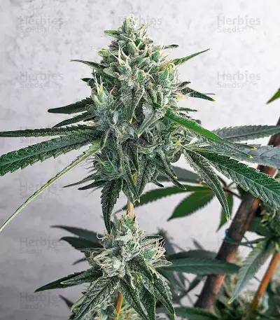 Alpha 21 feminisierte Samen (AlphaFem Seeds)