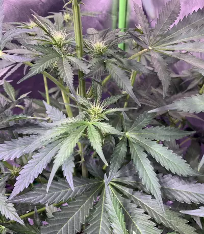 Big Bud Autoflower cannabis strain