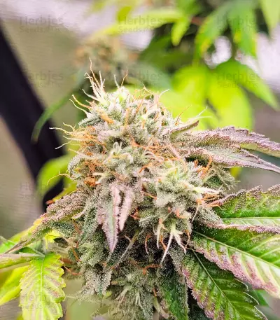 Blackwater feminisierte Samen (Original Sensible Seeds)