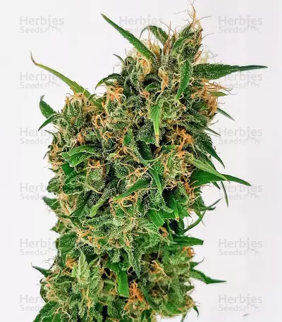 CBD Lemon Aid (Original Sensible Seeds) Cannabis-Samen