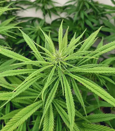 buy cbd lemon aid original sensible seeds