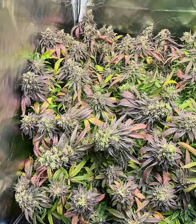Chem Cookies feminisierte Samen (AlphaFem Seeds)