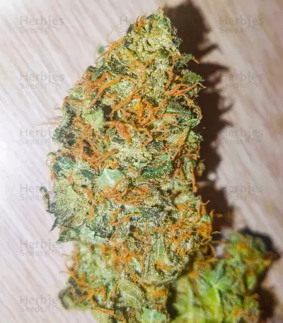 Different GG#4 feminisierte Samen (AlphaFem Seeds)