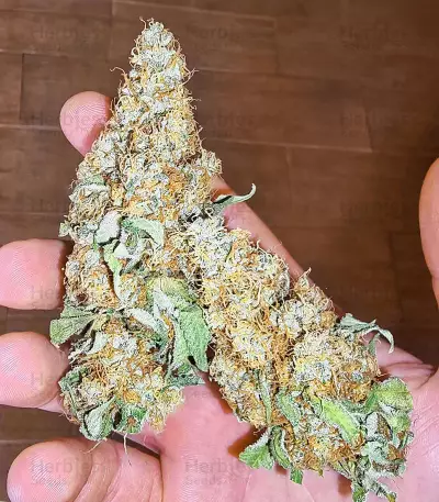 Dozy Sith feminisierte Samen (AlphaFem Seeds)