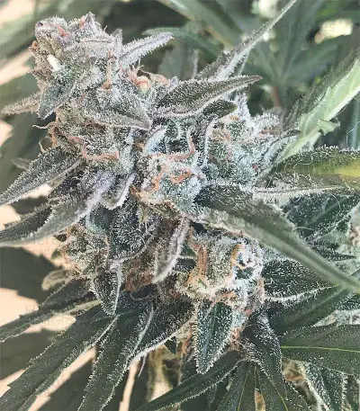 King’s Kush Auto CBD (GHS) Cannabis-Samen