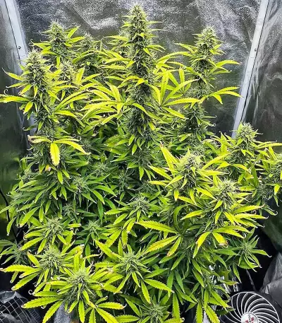 Kosher Kush 66 Autoflower feminisierte Samen (EGS)