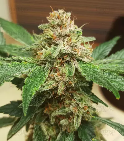 Purple Punch Auto feminisierte Samen (Fast Buds)
