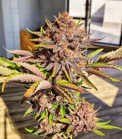 Red Hot Cookies feminisiertes Saatgut (Sweet Seeds)