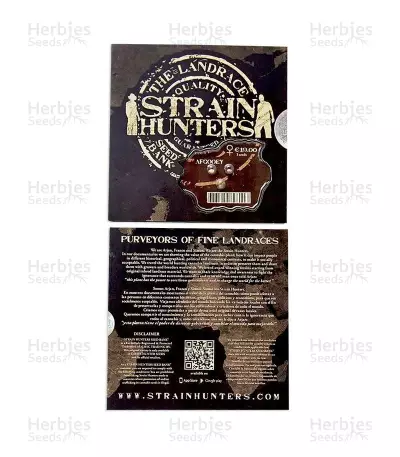 Afgooey (Strain Hunters) Cannabis-Samen