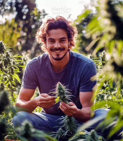 Solomatic Auto CBD (RQS) Cannabis-Samen