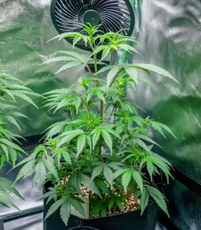 Automatic (Big Buddha Seeds) Cannabis-Samen