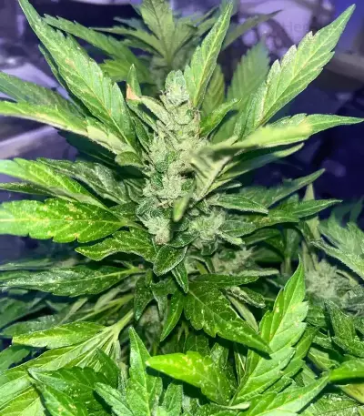 Bubble Gummy Auto feminisierte Samen (Ethos Genetics)