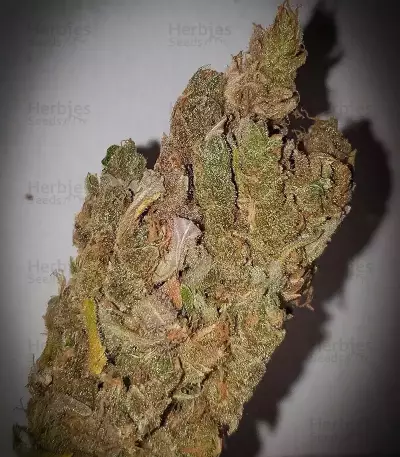 Café Racer (BlimBurn Seeds)