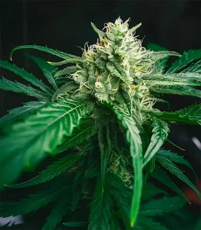 Candy Caramelo Auto (Zambeza Seeds)