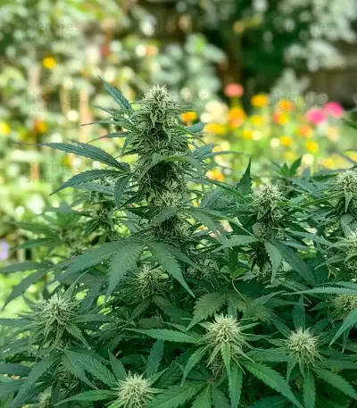 Doctor Shiva Auto (Flash Seeds) Cannabis-Samen