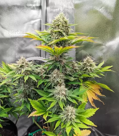 Forgotten Cookies Auto (Mephisto Genetics) Cannabis-Samen