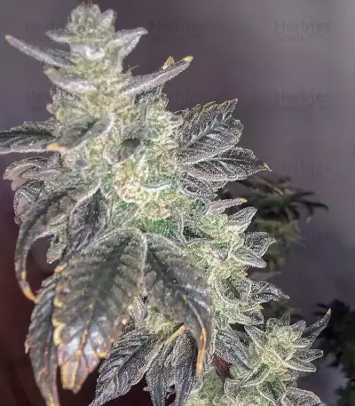 Golosa (Delicious Seeds) Cannabis-Samen