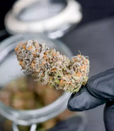 Haze Berry (RQS) Cannabis-Samen