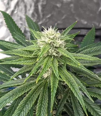 Humboldt Headband feminisierte Samen (Humboldt Seed Company)