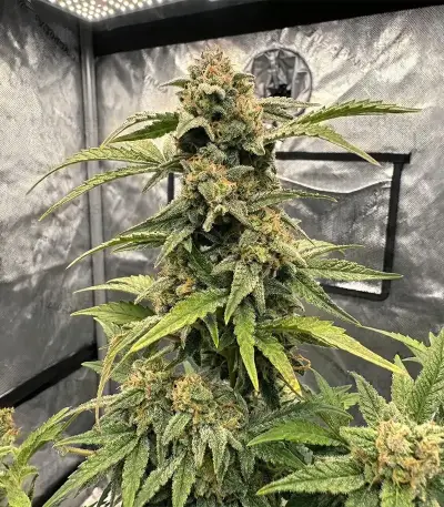 Hybrid X (Cream of the Crop Seeds) Cannabis-Samen