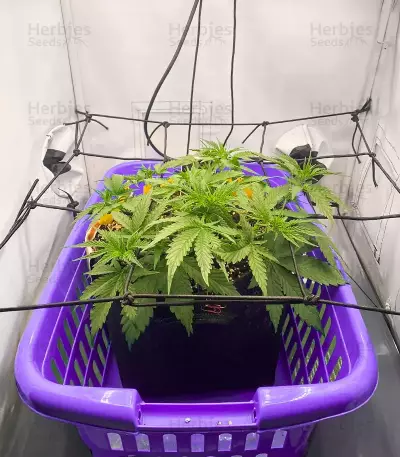 Mimosa Automatic feminisierte Samen (Royal Queen Seeds)