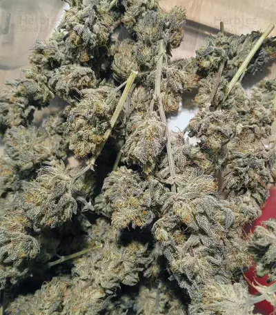 Peyote Critical (Barney's Farm) Cannabis-Samen