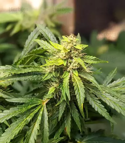 Sour Bubbly Auto feminisierte Samen (Mephisto Genetics)