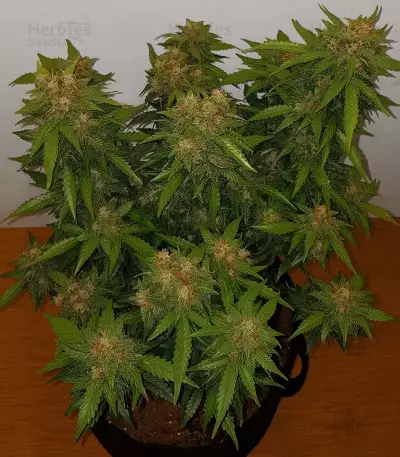 Stardawg (Blackskull Seeds) Cannabis-Samen