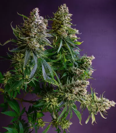 Strawberry Lemonade feminisierte Samen (Barney’s Farm)