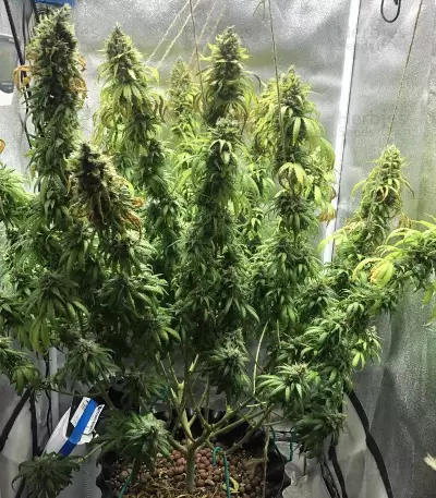 Super Lemon Haze (GHS)