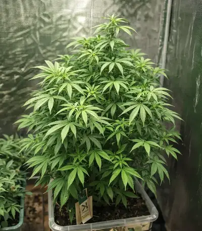 The Magician (De Sjamaan Seeds) Cannabis-Samen