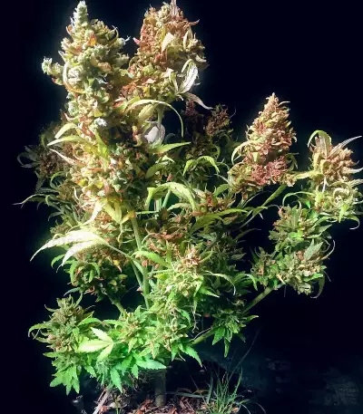 Z Auto (Fast Buds) Cannabis-Samen