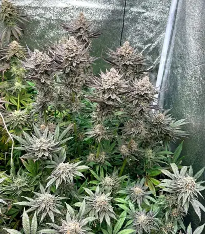 Z (Big Head Seeds) Cannabis-Samen