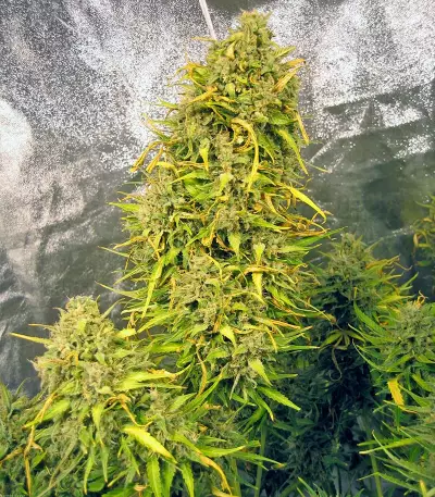 Think Different Auto (Dutch Passion) Cannabis-Samen
