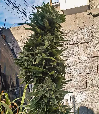 Afghan Hash Plant regular (Barney's Farm) Cannabis-Samen