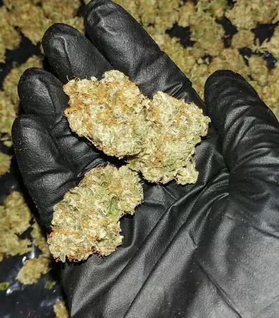 Alien OG strain