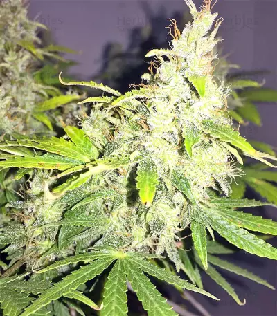 Amnesia (Seedstockers) Cannabis-Samen