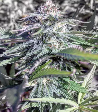 Cheese (Big Buddha Seeds) Cannabis-Samen