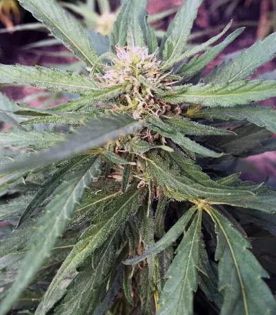 Cheese (Big Buddha Seeds) Cannabis-Samen