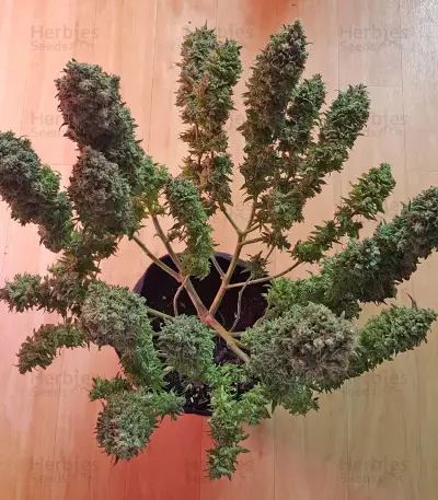 Bruce Banner strain