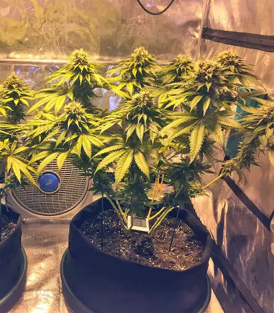 Bubble Bomb (Bomb Seeds) Cannabis-Samen